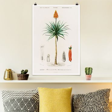 Poster - Botanik Vintage Illustration Aloe Orange Blüte - Hochformat 3:2