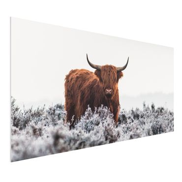 Forex Fine Art Print - Bison in den Highlands - Querformat 1:2