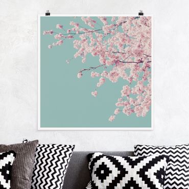 Poster - Japanische Kirschblüte - Quadrat 1:1