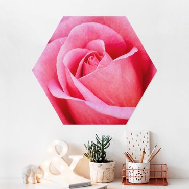 Hexagon-Forexbild - Pinke Rosenblüte vor Grün