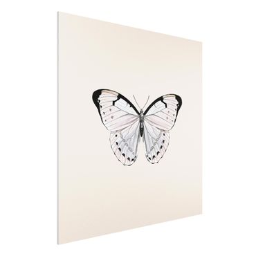 Forex Fine Art Print - Schmetterling auf Beige - Quadrat 1:1