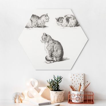 Hexagon-Alu-Dibond Bild - Vintage Zeichnung Katze I