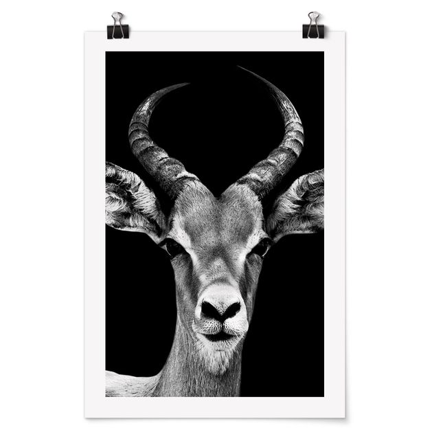 Poster - Impala Antilope schwarz-weiß - Hochformat 3:2
