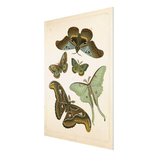 Forex Fine Art Print - Vintage Illustration Exotische Schmetterlinge II - Hochformat 4:3
