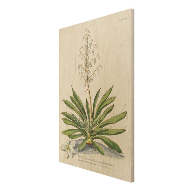 Holzbild - Vintage Botanik Illustration Yucca - Hochformat 3:2