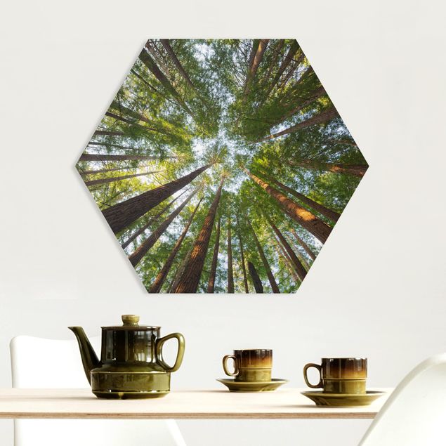 Hexagon Bild Forex - Mammutbaum Baumkronen