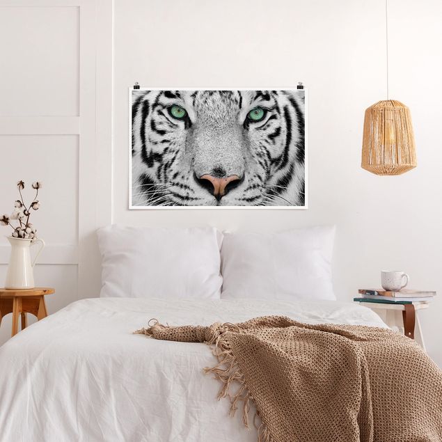 Poster - Weißer Tiger - Querformat 2:3