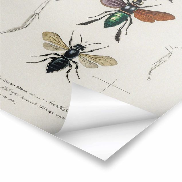 Poster - Vintage Lehrtafel Insekten - Hochformat 3:2