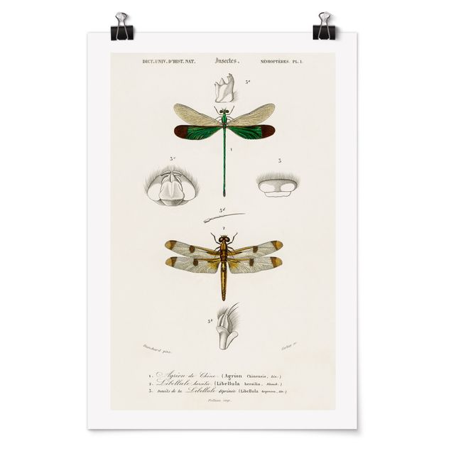 Poster - Vintage Lehrtafel Libellen - Hochformat 3:2