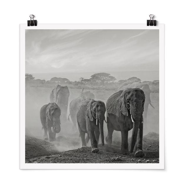 Poster - Elefantenherde - Quadrat 1:1