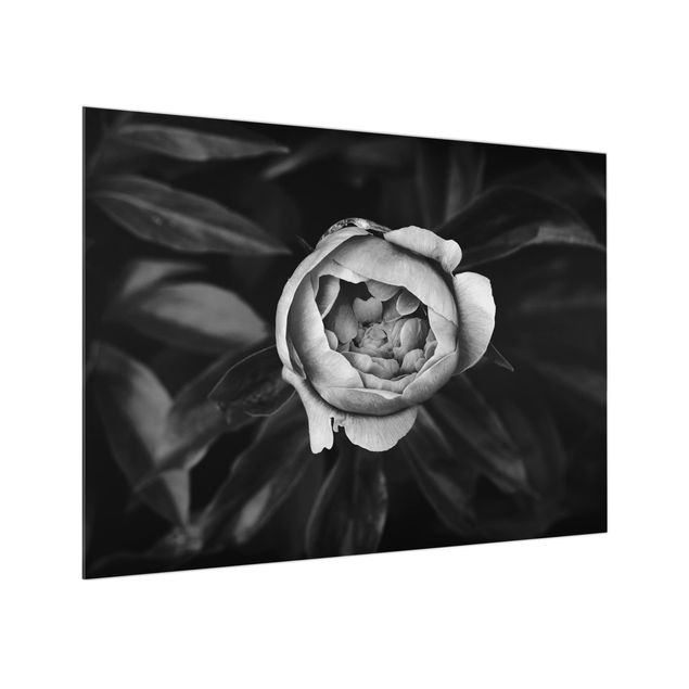Glas Spritzschutz - Pfingstrosenblüte vor Blättern Schwarz Weiß - Querformat - 4:3