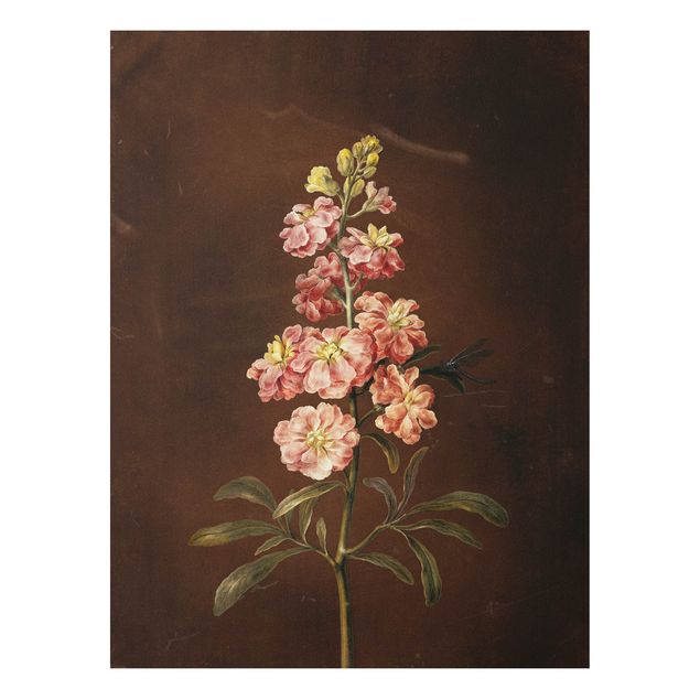 Forex Fine Art Print - Barbara Regina Dietzsch - Eine rosa Garten-Levkkoje - Hochformat 4:3