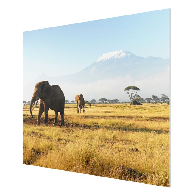 Forexbild - Elefanten vor dem Kilimanjaro in Kenya