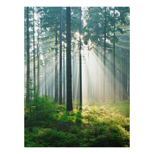 Alu-Dibond Bild - Enlightened Forest