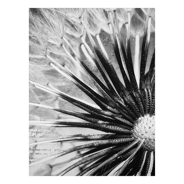 Alu-Dibond Bild - Pusteblume Schwarz & Weiß