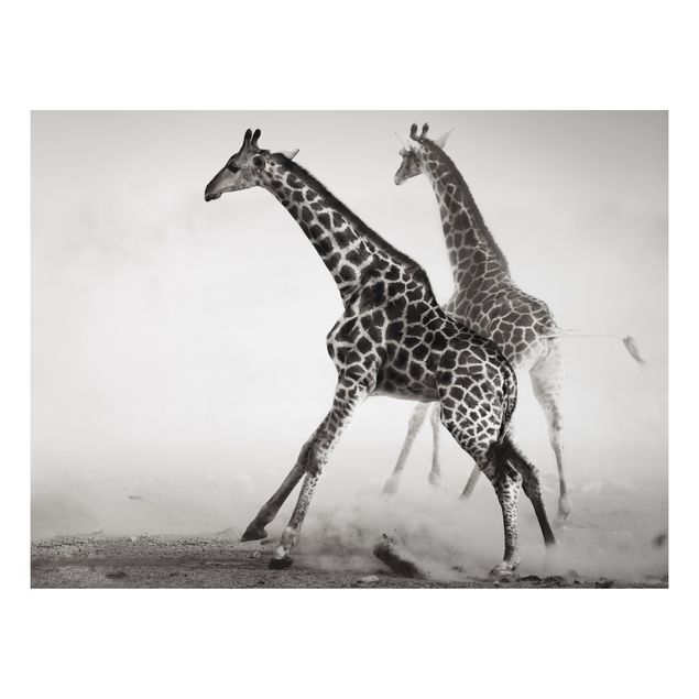 Alu-Dibond Bild - Giraffenjagd