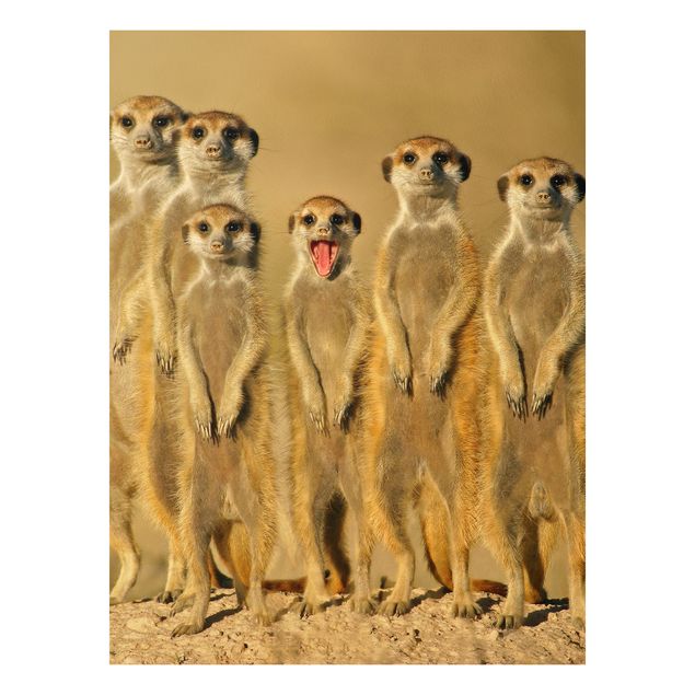 Forexbild - Meerkat Family