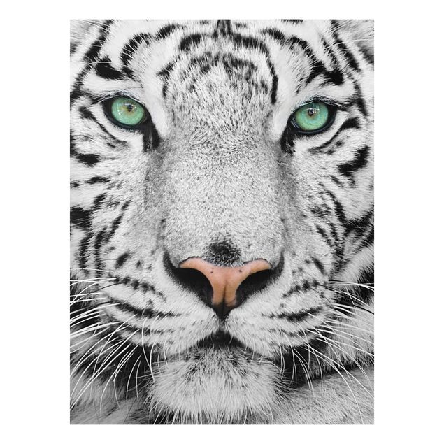 Forexbild - Weißer Tiger