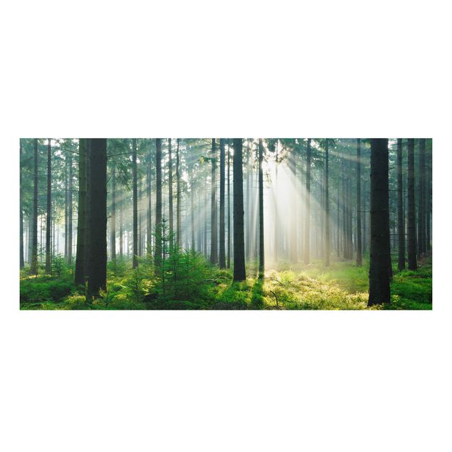 Forexbild - Enlightened Forest