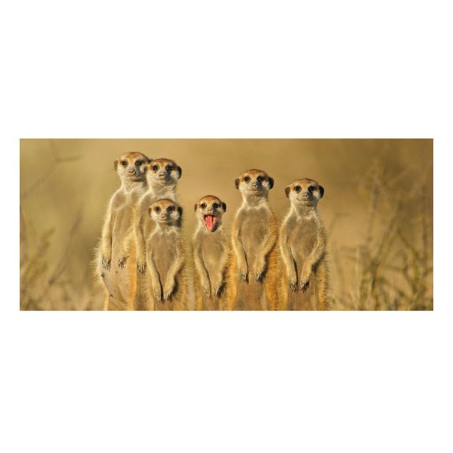 Forexbild - Meerkat Family