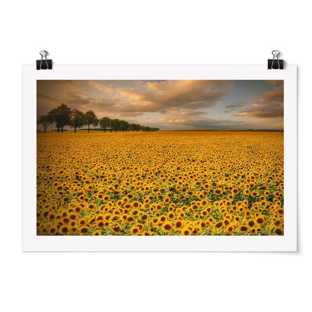 Poster - Feld mit Sonnenblumen - Querformat 2:3