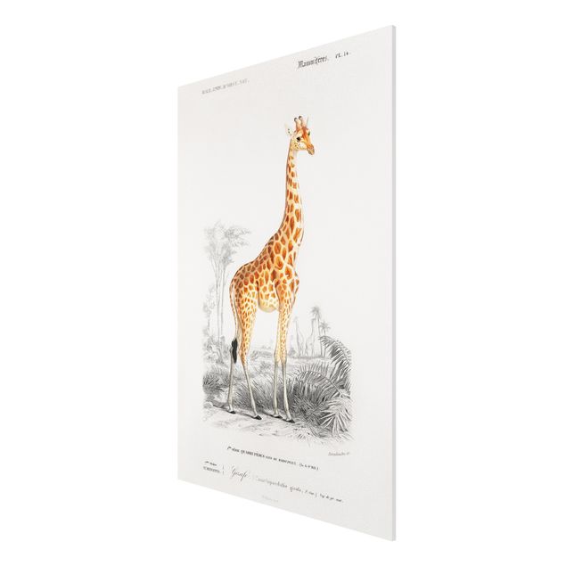 Forex Fine Art Print - Vintage Lehrtafel Giraffe - Hochformat 3:2