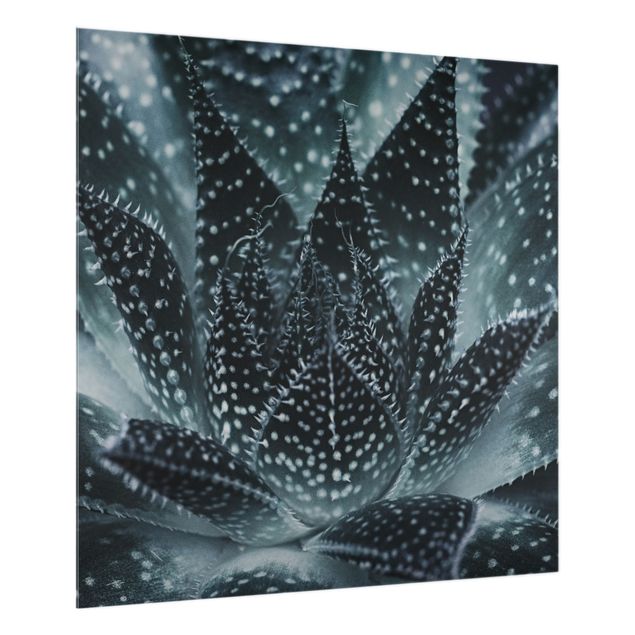 Spritzschutz Glas - Kaktus mit Sternpunkten bei Nacht - Quadrat 1:1