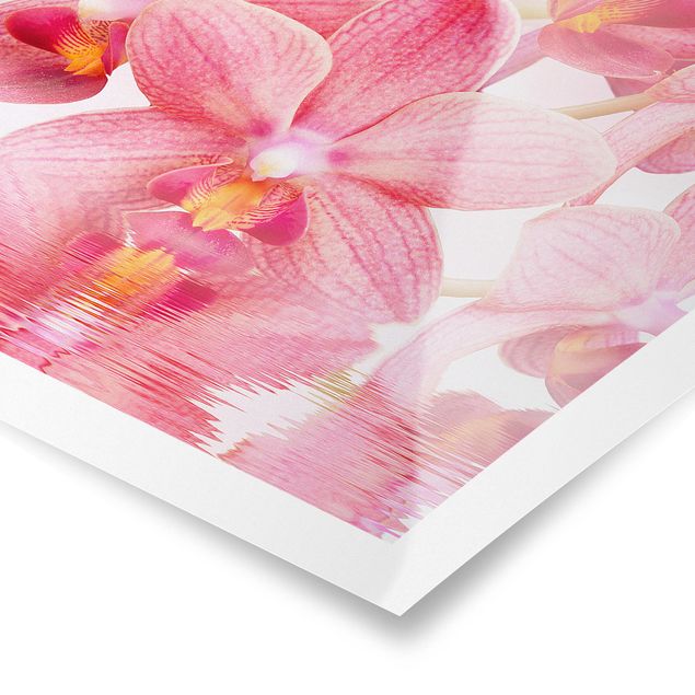 Poster - Rosa Orchideen auf Wasser - Quadrat 1:1