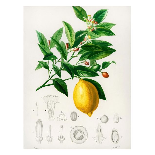 Magnettafel - Botanik Vintage Illustration Zitrone - Memoboard Hochformat 4:3