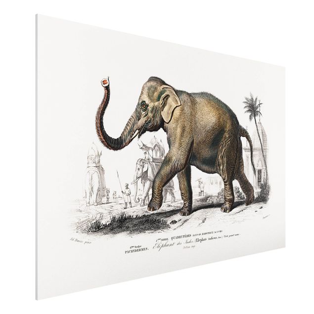 Forex Fine Art Print - Vintage Lehrtafel Elefant - Querformat 2:3