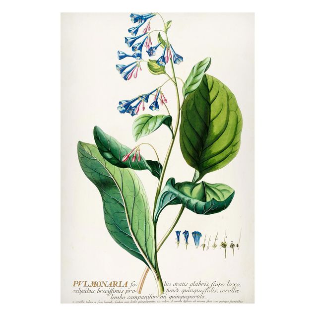 Magnettafel - Vintage Botanik Illustration Lungenkraut - Memoboard Hochformat 3:2