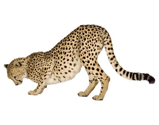 Tier Wandtattoo No.145 Gepard II