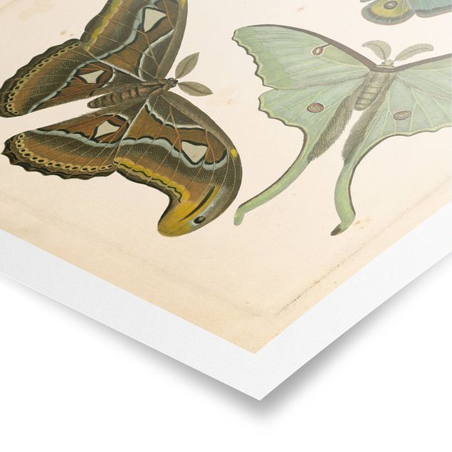 Poster - Vintage Illustration Exotische Schmetterlinge II - Hochformat 4:3