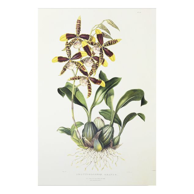 Forex Fine Art Print - Maxim Gauci - Orchidee II - Hochformat 3:2