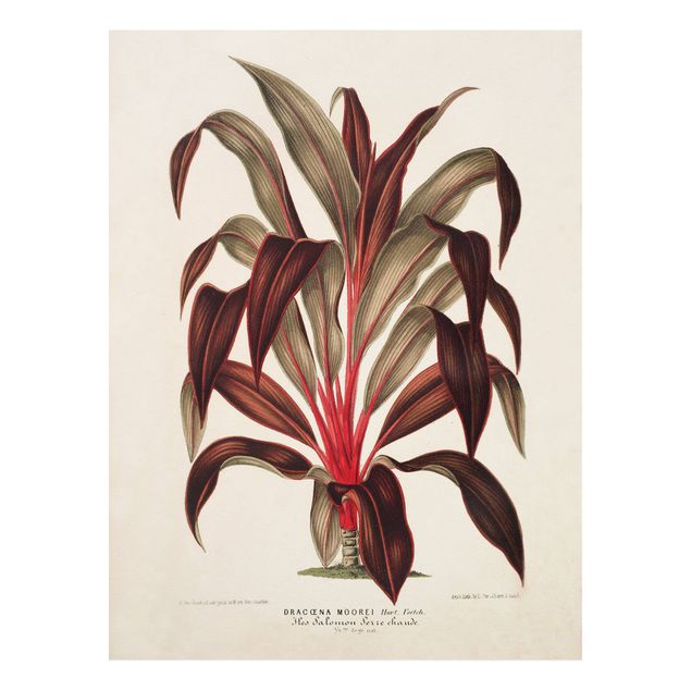 Forex Fine Art Print - Botanik Vintage Illustration Drachenbaum - Hochformat 4:3