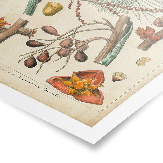 Poster - Vintage Lehrtafel Exotische Palmen III - Hochformat 3:2