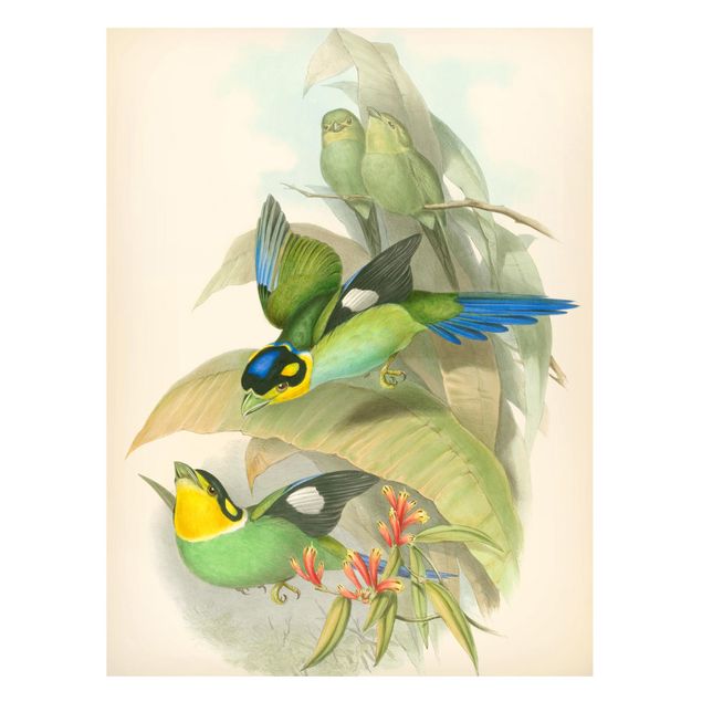 Magnettafel - Vintage Illustration Tropische Vögel - Memoboard Hochformat 4:3