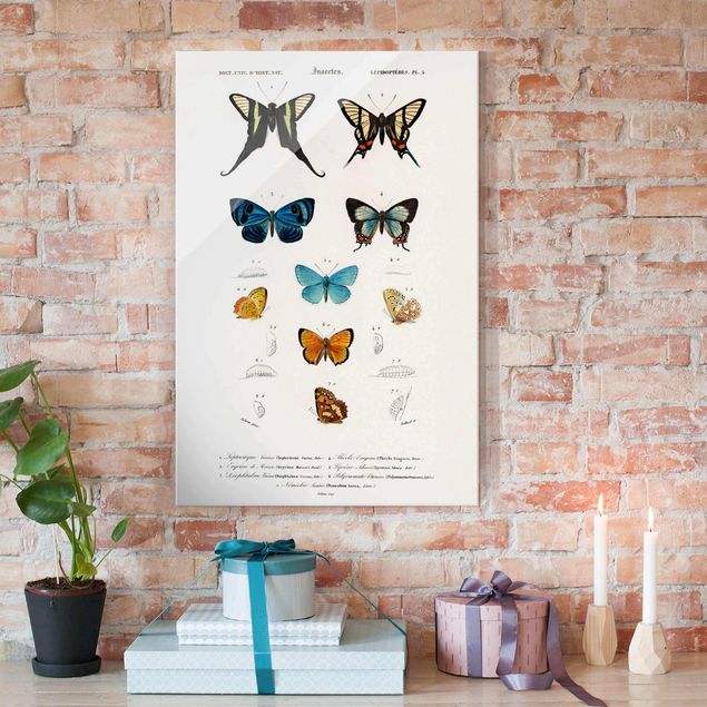 Magnettafel Glas Vintage Lehrtafel Schmetterlinge I