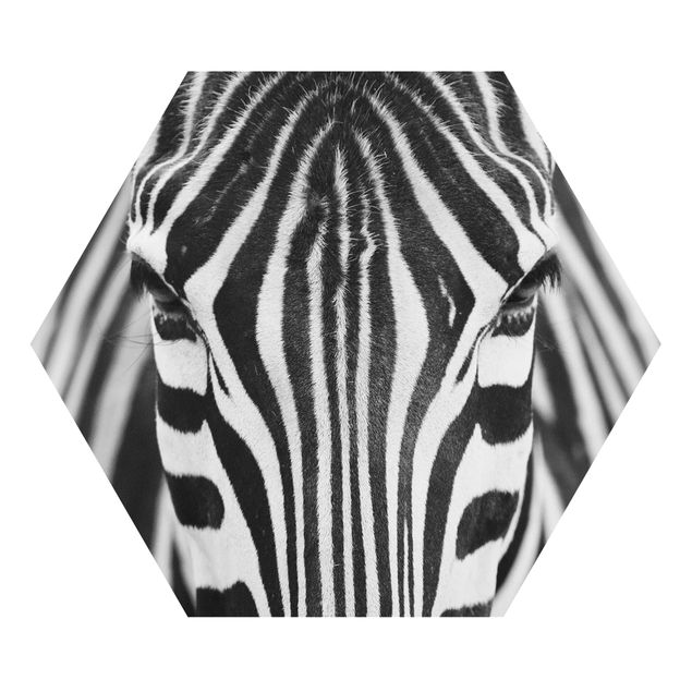 Hexagon Bild Forex - Zebra Look