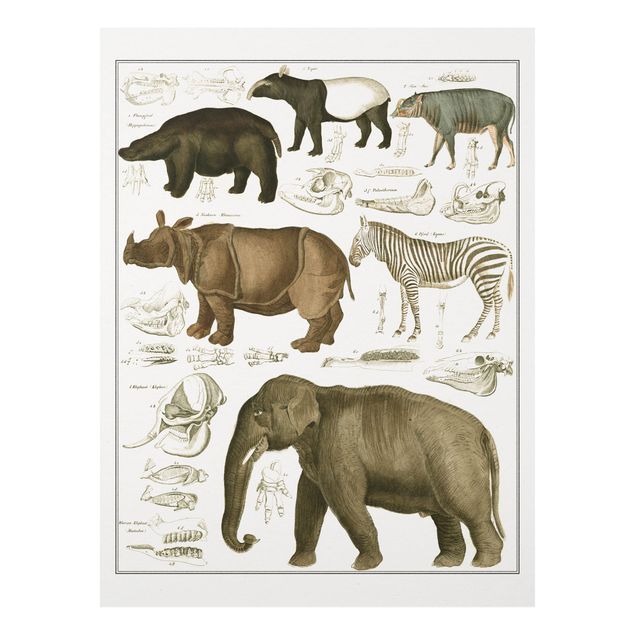 Forex Fine Art Print - Vintage Lehrtafel Elefant, Zebra und Nashorn - Hochformat 4:3
