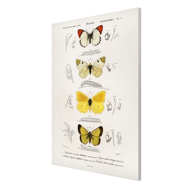 Magnettafel - Vintage Lehrtafel Schmetterlinge II - Memoboard Hochformat 3:2
