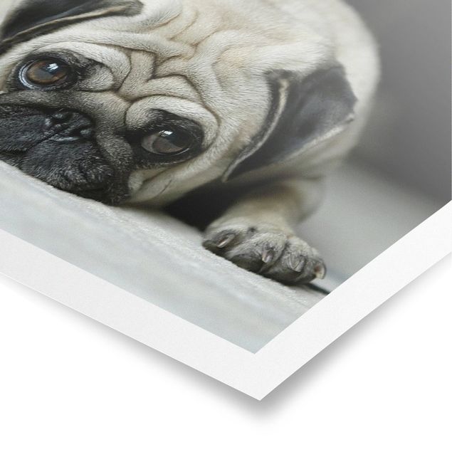 Poster - Pug Loves You - Querformat 3:4