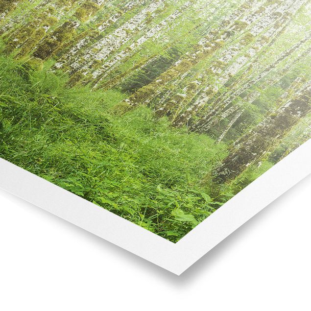 Poster - Hoh Rainforest Olympic National Park - Hochformat 3:2