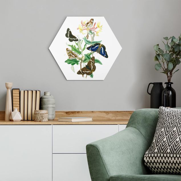 Hexagon Bild Alu-Dibond - Britische Schmetterlinge IV