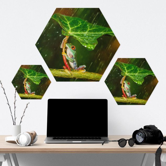 Hexagon Bild Alu-Dibond - Ein Frosch im Regen