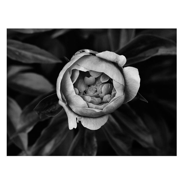 Magnettafel - Pfingstrosenblüte vor Blättern Schwarz Weiß - Memoboard Querformat 3:4