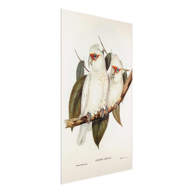 Glasbild - Vintage Illustration Weißer Kakadu - Querformat 2:3