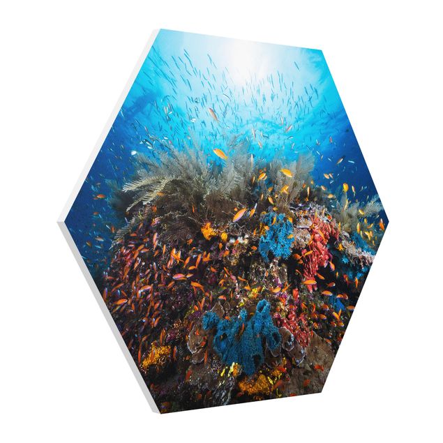 Hexagon Bild Forex - Lagune Unterwasser