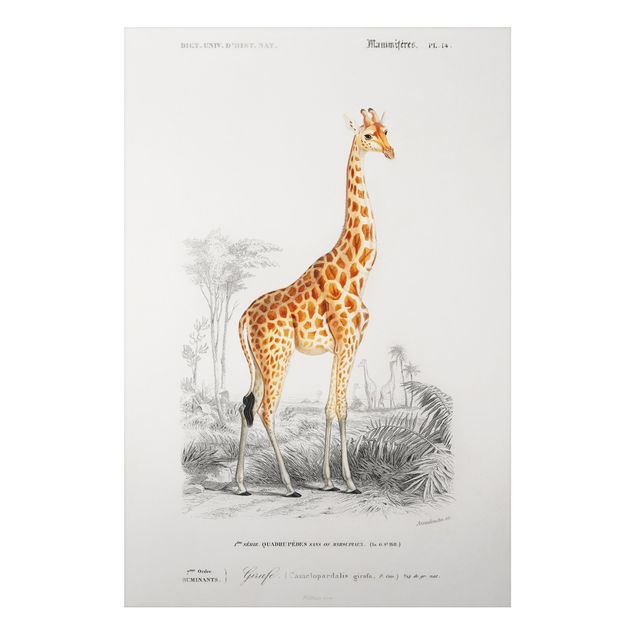 Aluminium Print gebürstet - Vintage Lehrtafel Giraffe - Hochformat 3:2