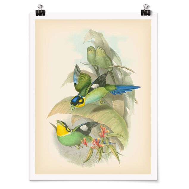 Poster - Vintage Illustration Tropische Vögel - Hochformat 4:3
